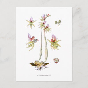 Epipogon aphyllus postcard