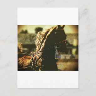 Equestrian   Pure Power Postcard