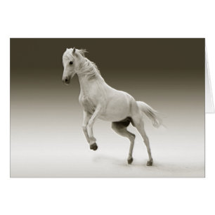 Equestrian White Mare Horse
