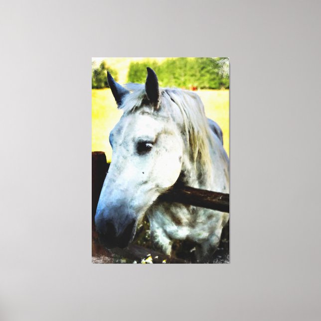 *~* Equine AR22 White Horse over Fence  Canvas Print (Front)