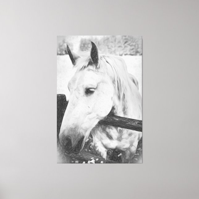 *~* Equine AR22 . White Horse over Wood Fence Canvas Print (Front)