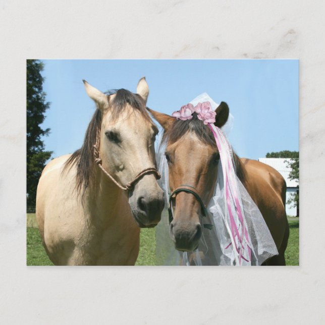 Equine bride and groom postcard (Front)