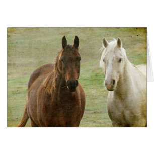 Equine Buddies