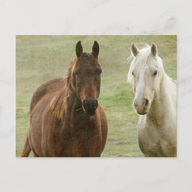Equine Buddies Postcard (Front)