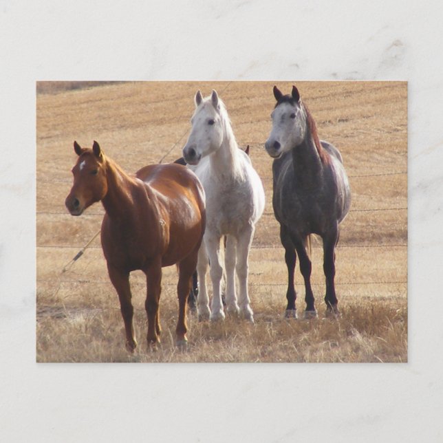 Equine Curiosity 3 Postcard (Front)
