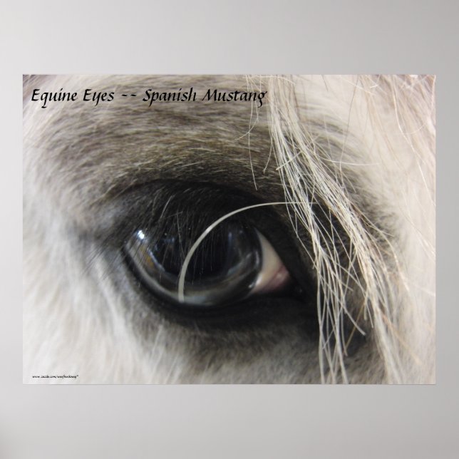 Equine Eyes -- Spanish Mustang Poster (Front)