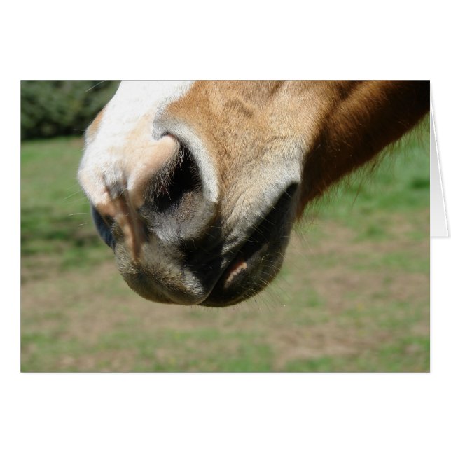 Equine Nose (Front Horizontal)