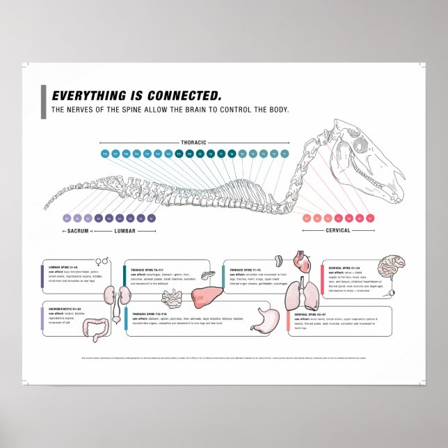 Equine poster  (Front)