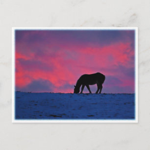 Equine Silhouette Postcard