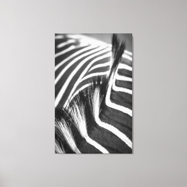 Equine Stripes Photograph Canvas Print (Front)