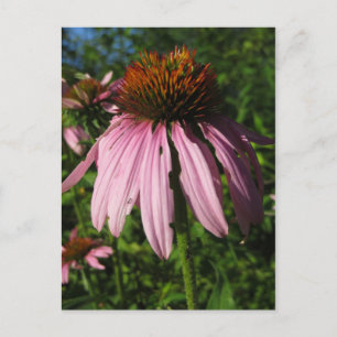 Erect Cone Flower Postcard