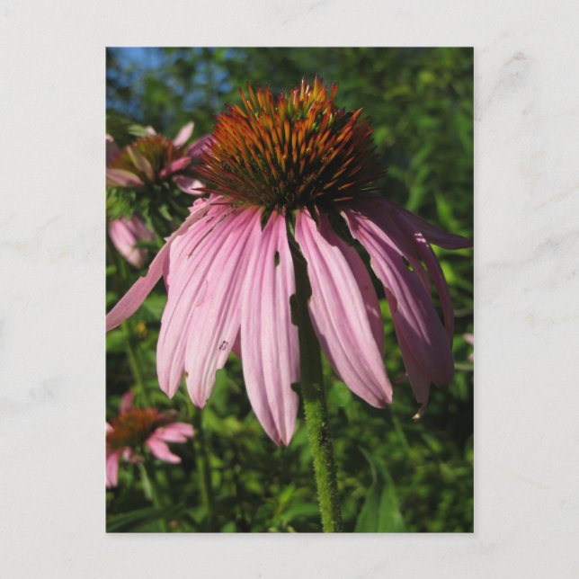 Erect Cone Flower Postcard (Front)