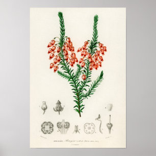 Erica ardens - a gift for your Erica Poster