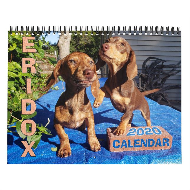 Eridox Dachshunds 2020 Calendar (Cover)