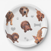Eridox red chocolate dachshund dapple puppies