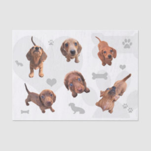 Eridox red chocolate dachshund dapple puppies tissue paper