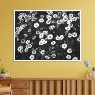 Erigeron Daisies Canvas Print