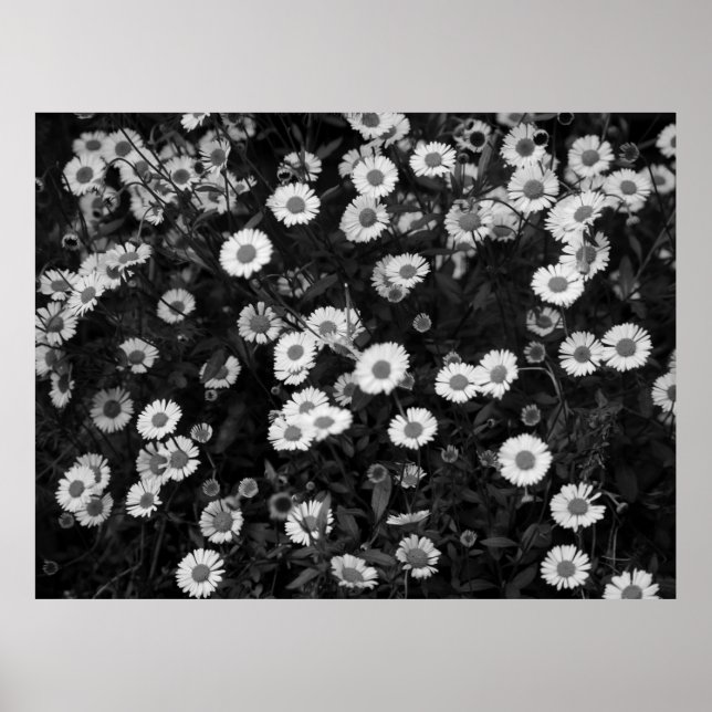 Erigeron Daisies Poster (Front)
