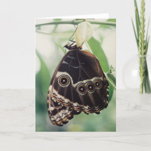 Ermerging Glory Greeting Card