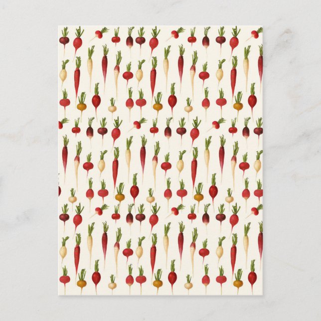 Ernst Benary’s Radish Varieties Postcard (Front)