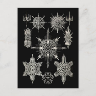 Ernst Haeckel   Acanthophracta Postcard