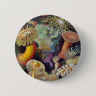 Ernst Haeckel - Actiniae 6 Cm Round Badge
