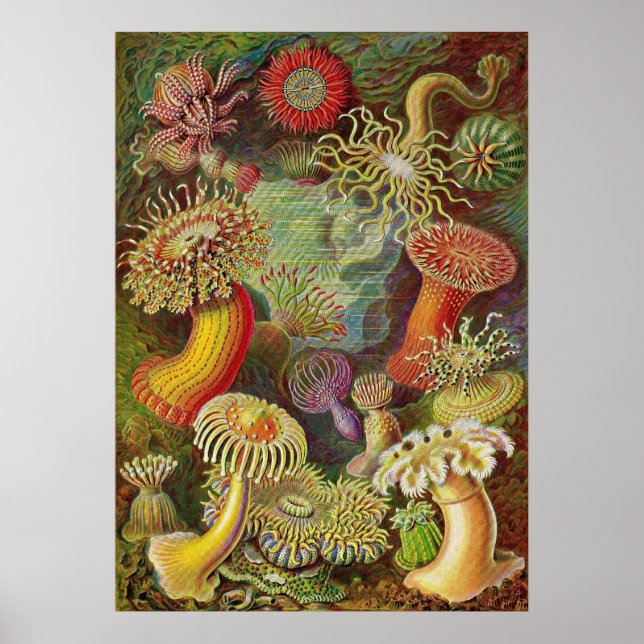 Ernst Haeckel - Actiniae Anemones Poster (Front)