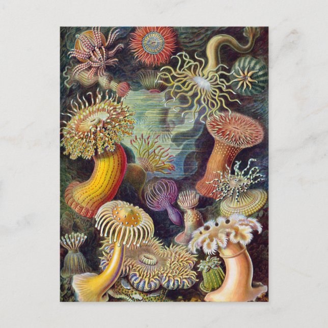 Ernst Haeckel Actiniaea sea anemone Postcard (Front)
