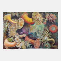 Ernst Haeckel Actiniaea sea anemone