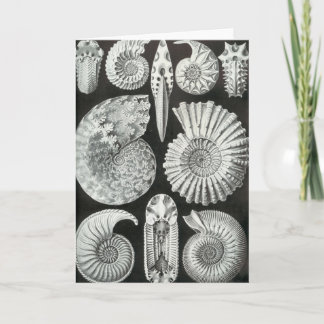 Ernst Haeckel - Ammonitida Card