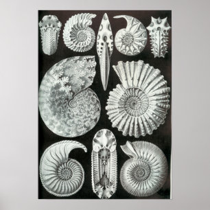 Ernst Haeckel Ammonitida fossils Poster