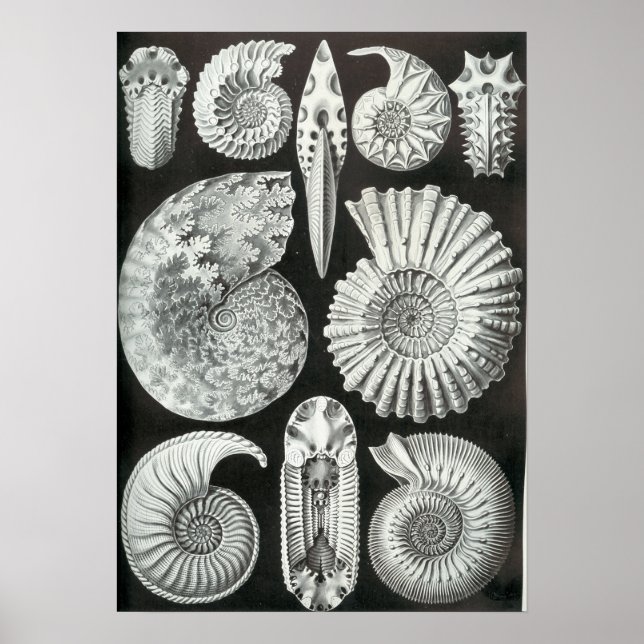 Ernst Haeckel Ammonitida fossils Poster (Front)