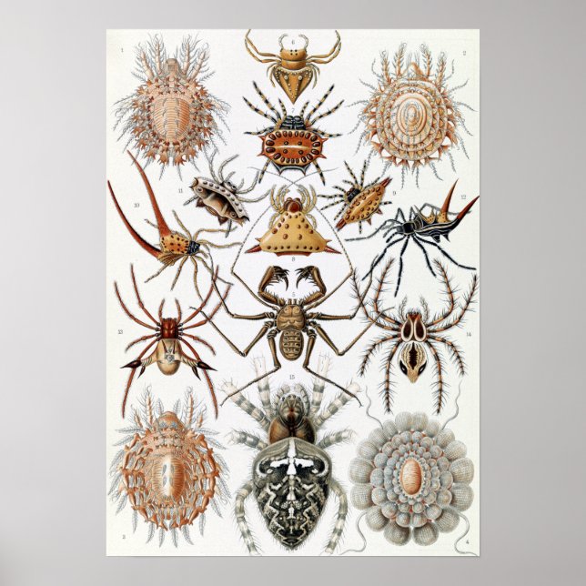 Ernst Haeckel Arachnida Spiders Poster (Front)