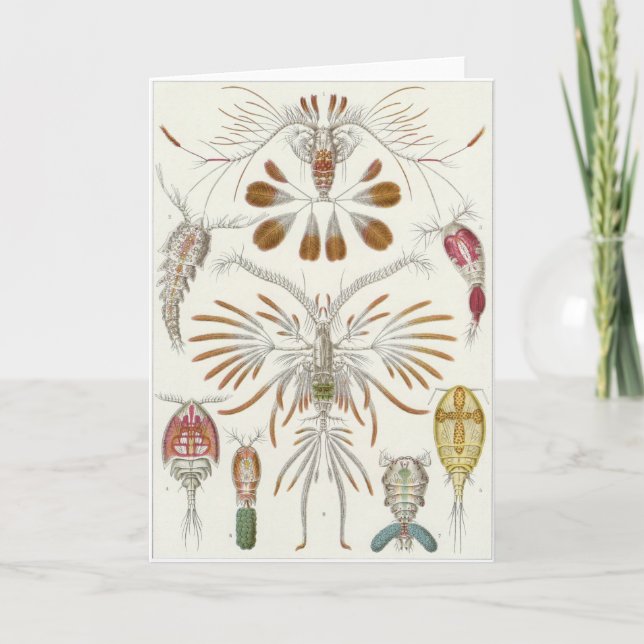 Ernst Haeckel Art Card: Copepoda Card (Front)