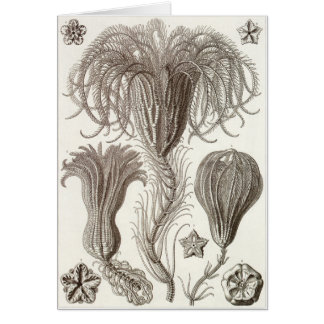 Ernst Haeckel Art Card: Crinoidea