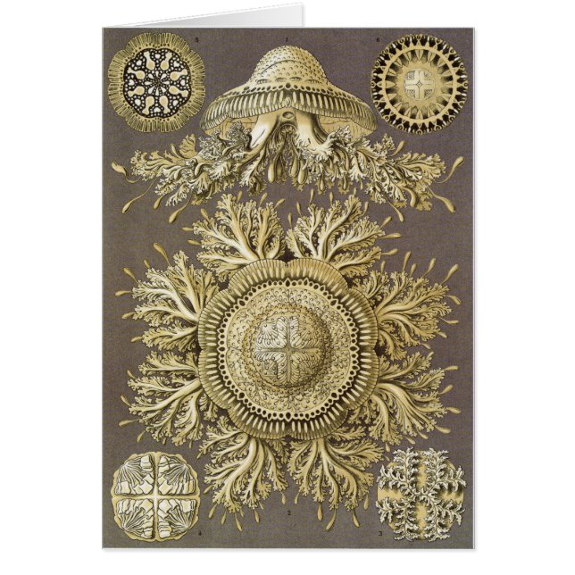 Ernst Haeckel Art Card: Discomedusae (Front)