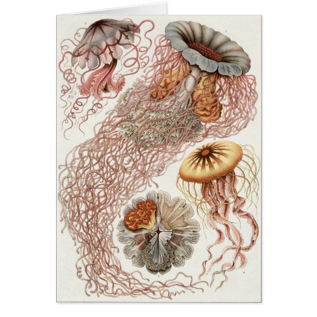 Ernst Haeckel Art Card: Discomedusae (Front)
