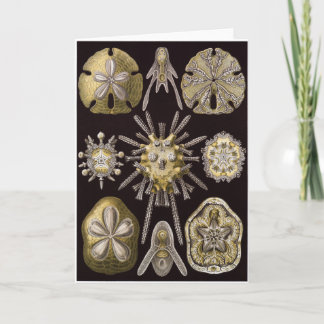 Ernst Haeckel Art Card: Echinidea Card