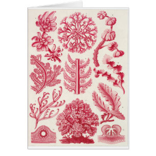 Ernst Haeckel Art Card: Florideae