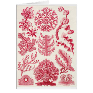 Ernst Haeckel Art Card: Florideae