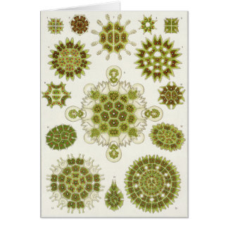 Ernst Haeckel Art Card: Melethallia