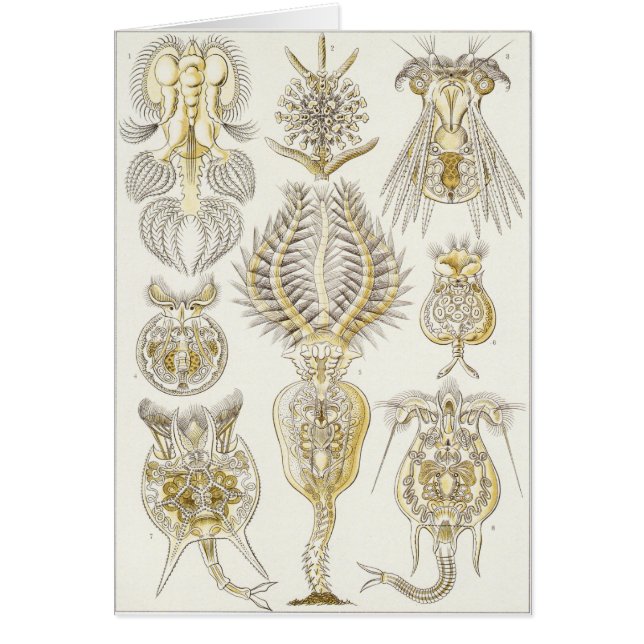 Ernst Haeckel Art Card: Rotatoria (Front)