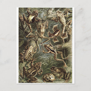 Ernst Haeckel Art Postcard: Batrachia Postcard