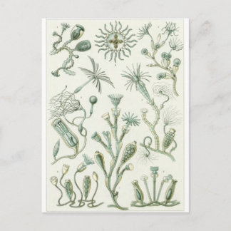 Ernst Haeckel Art Postcard: Campanariae Postcard