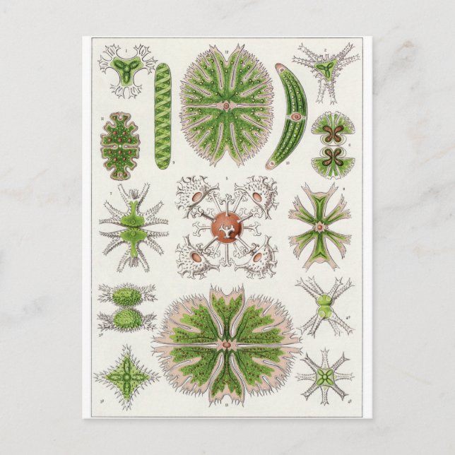 Ernst Haeckel Art Postcard: Desmidiea Postcard (Front)