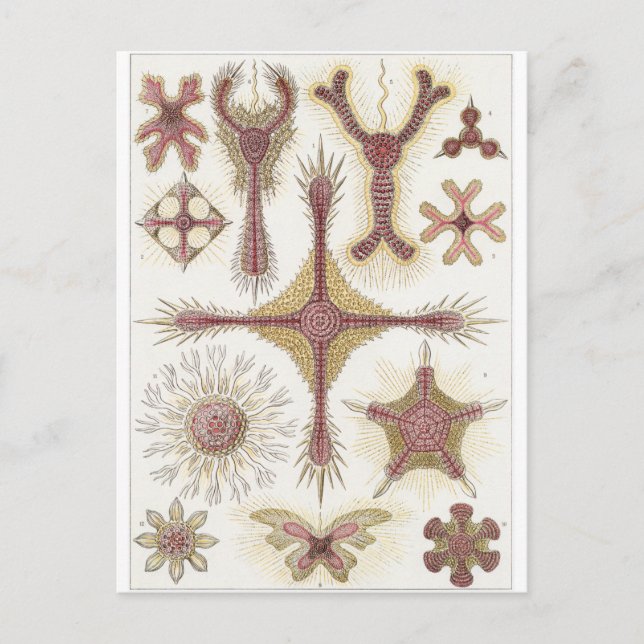 Ernst Haeckel Art Postcard: Discoidea Postcard (Front)