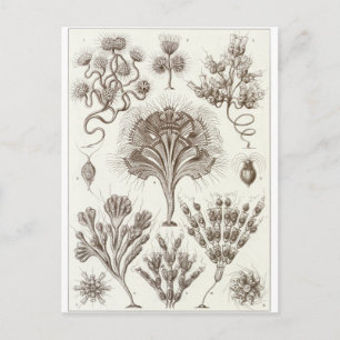 Ernst Haeckel Art Postcard: Flagellata Postcard