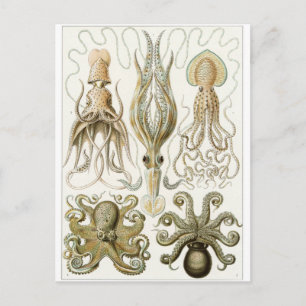 Ernst Haeckel Art Postcard: Gamochonia Postcard