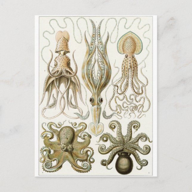 Ernst Haeckel Art Postcard: Gamochonia Postcard (Front)