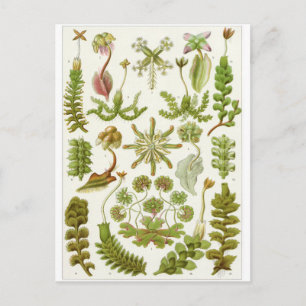 Ernst Haeckel Art Postcard: Hepaticae Postcard